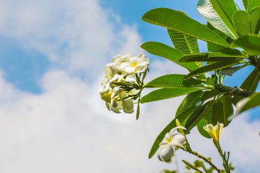Frangipani çiçekler