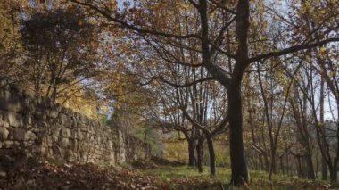 Sonbaharda bir ormanda panorama
