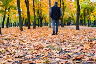Bir adam sarı yapraklarla parkta yürüyor. Arka görünüm
