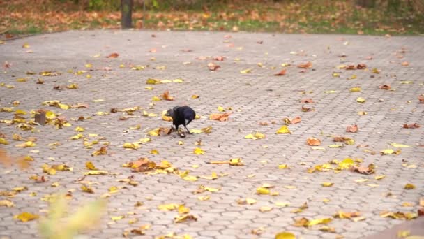 黒いカラスが公園で食べ物を見つけて飛び去った. — ストック動画