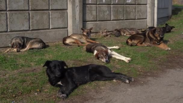 Several stray dogs rest on the grass and look into the camera — Stock Video