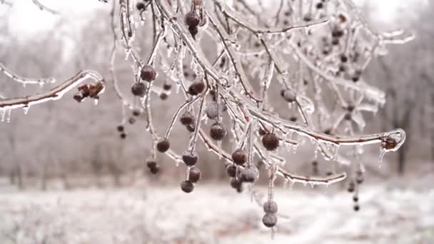 Frozen branches in ice icicles. Climatic icing. winter iced frozen plants. — 비디오