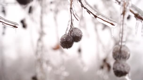 Frozen branches in ice icicles. Climatic icing. winter iced frozen plants. — Video Stock