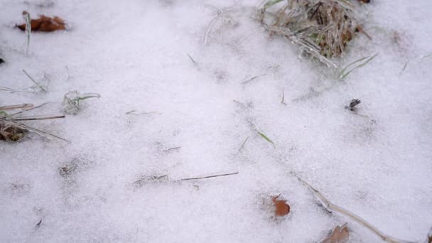 Man walks through snow in winter shoes. Feet man walking on fresh snow. — Video