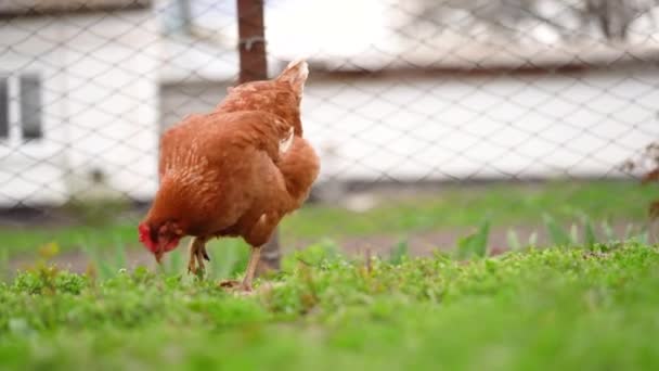 Brown chicken pecks at grain in green grass on farm — стоковое видео