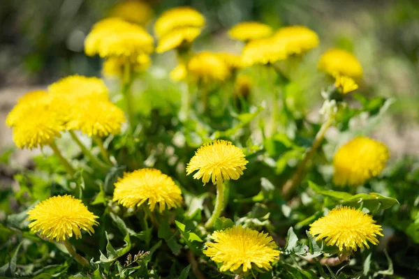 Floraciones de brotes de diente de león amarillo en la hierba verde en el césped — Foto de Stock