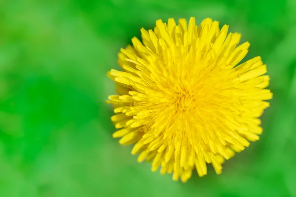 Yellow dandelion bud with petals on green background. Top view, Spears space — Stok fotoğraf