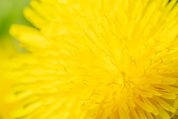 黄蒲公英花瓣花瓣宏观拍摄，特写 — 图库照片