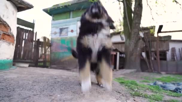 Şirin komik köpek yavrusu kuyruğunu sallayıp zıplayarak oynamak istiyor. Köyde nöbetçi — Stok video