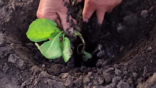 Farmers hands carefully plant a green sapling in ground — Video