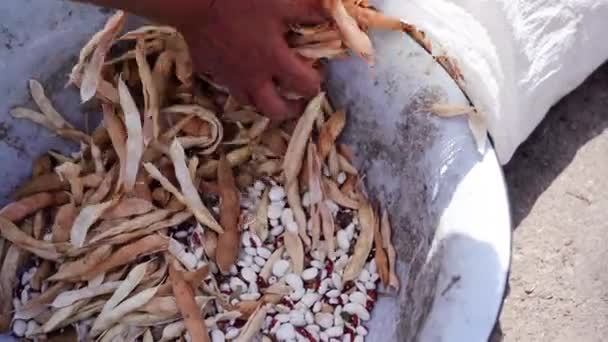 Womans hand cleans the harvest of beans from dry pods and puts them in bag — стоковое видео