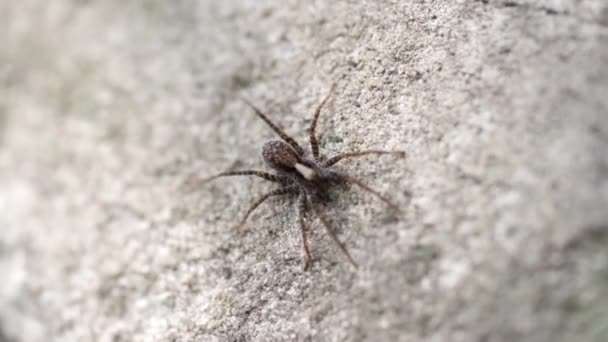 Gri taşın üzerinde oturan küçük bir örümcek korkar ve kaçar. — Stok video