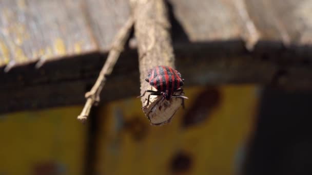 Striped red and black Italian beetle crawls along branch back and forth — Wideo stockowe