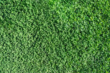 Green background of grass and leaves is an empty space for text. Copy Space
