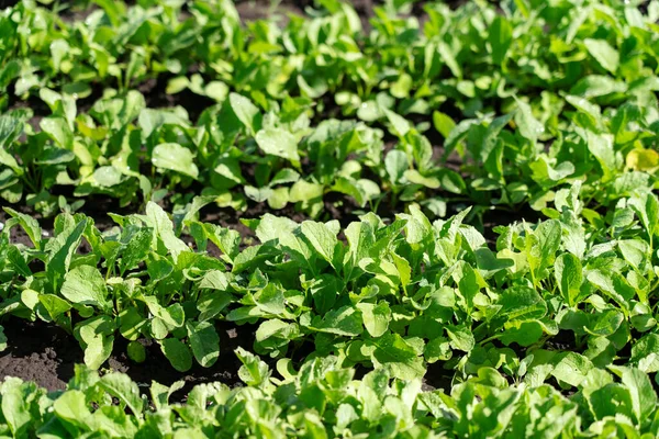 Bed of green seedlings sprouted in the ground concept of farming — Photo