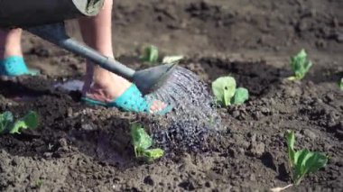 Green sprouted seedlings are watered with water from watering can in field 