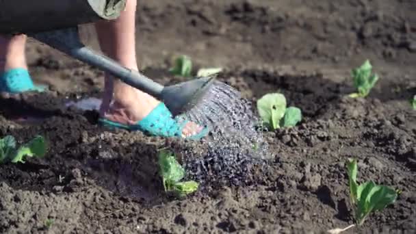 Green sprouted seedlings are watered with water from watering can in field — Stock video