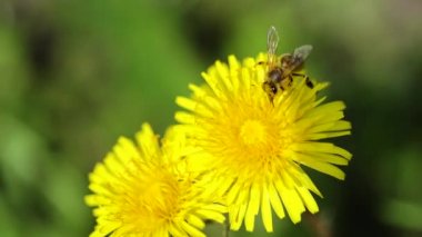 Bee flies from flower to flower and collects pollen for honey
