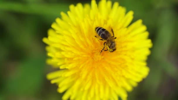 Bee collects pollen on yellow flower close-up — Vídeo de stock