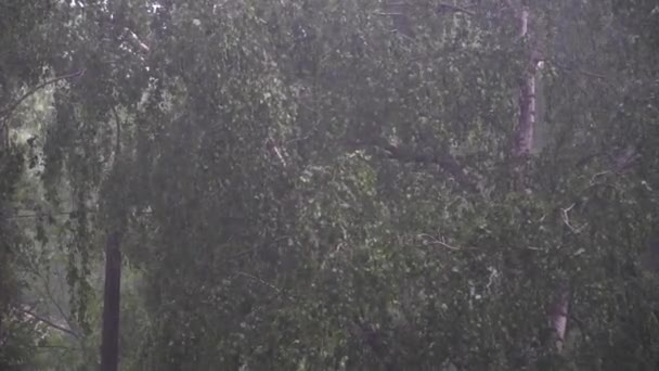 Şiddetli yağmur arka plandaki yaprak döken ağaçlara yağıyor — Stok video