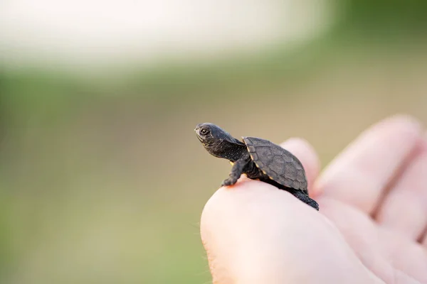 Petite Tortue Est Sur Bras Sur Fond Vert Flou Espace — Photo