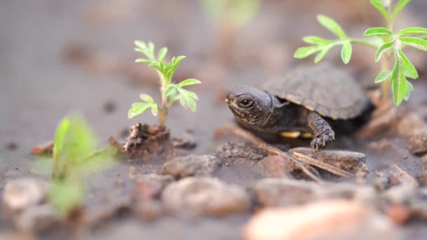 Baby Turtle Ground Grass Slowly Turns Its Head — Stock Video