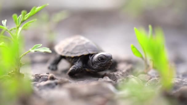 Żółw Ziemi Wśród Trawy Powoli Odwraca Głowę — Wideo stockowe