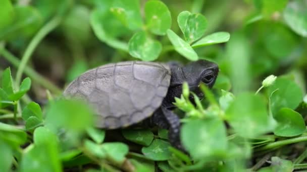Baby Schildpad Een Schelp Waadde Door Dicht Gras Blauwe Wijting — Stockvideo