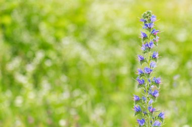 Yazın yeşil arka planda bulanık mor çiçek. Görünümü kopyala. 