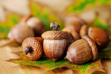 Masadaki yeşil yaprakların arasında kahverengi meşe palamutları. Makro. 