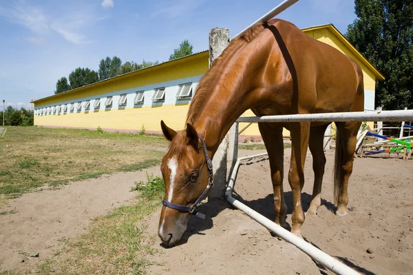 Braunes Pferd — Stockfoto