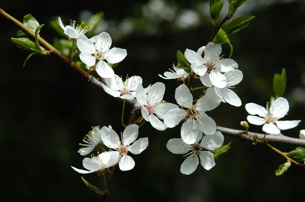 Апрельский цветок — стоковое фото