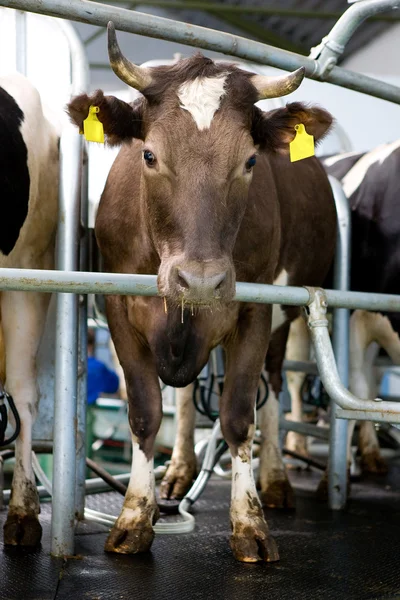Dojenie krowy — Zdjęcie stockowe