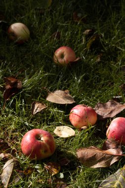 Bahçedeki çimlerin üzerinde olgun elmalar