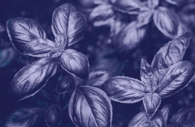 Fesleğen çok Peri renginde tam kare arkaplan bırakır