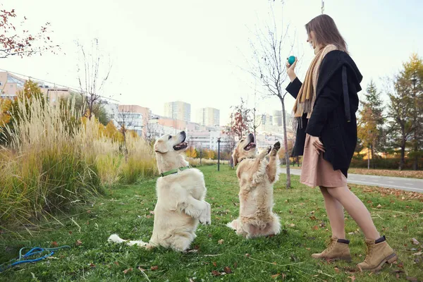 Meisje traint twee golden retrievers in het park op groen gras — Stockfoto