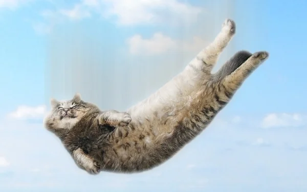 Забавный падающий кот — стоковое фото