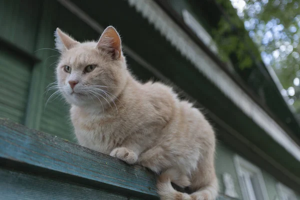 Lehká kočka sedí na dřevěném plotě v letní den — Stock fotografie
