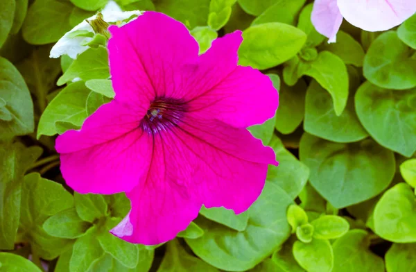 Fleur Pétunia Pourpre Sur Fond Feuillage Délicat — Photo