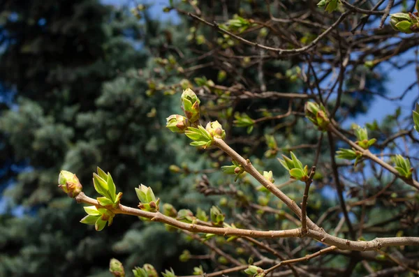 スプルースと空を背景に 早春にライラックの枝に芽を開く — ストック写真