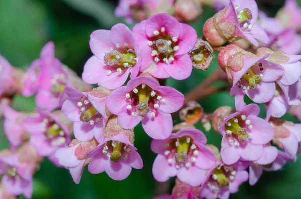 バダン厚葉 またはサキシフラージュ厚葉 またはモンゴル茶 ベルジェニア ピンクの花が閉じて — ストック写真
