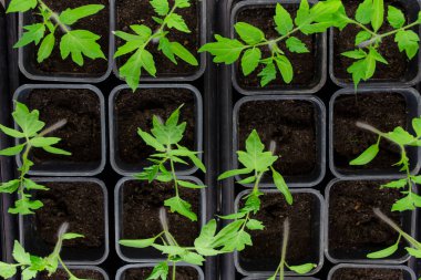 Evde yeniden kullanılabilir saksılarda domates fideleri yetiştiriyor.