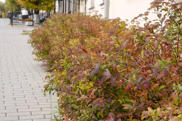 灰色のタイルの歩道に沿って植えられた秋の黄金のスパイアの茂み — ストック写真