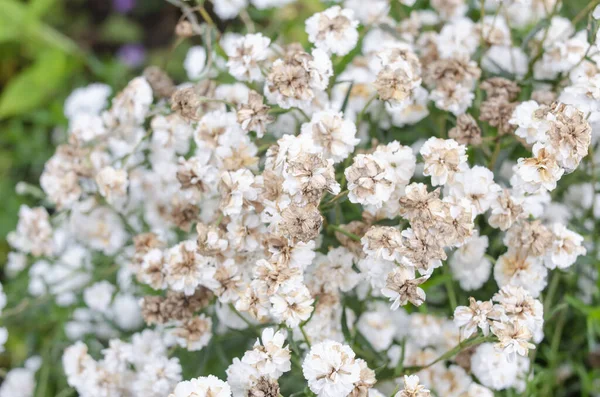 秋に花壇に白いジプシーの花を咲かせます — ストック写真