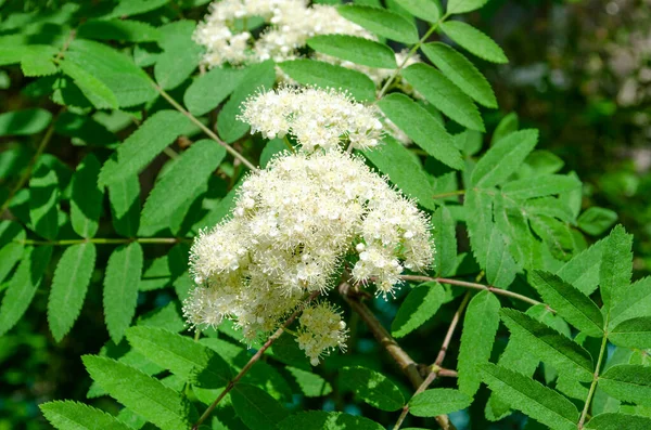 Infiorescenza Bianca Red Rowan Una Giornata Sole Sorbo — Foto Stock