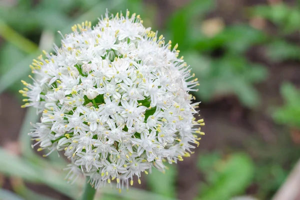 Белый Круглый Луковый Цветок Саду — стоковое фото