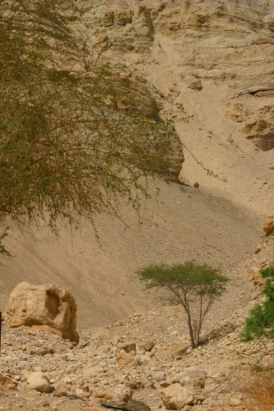 Пустеля краєвид Ізраїлю — стокове фото