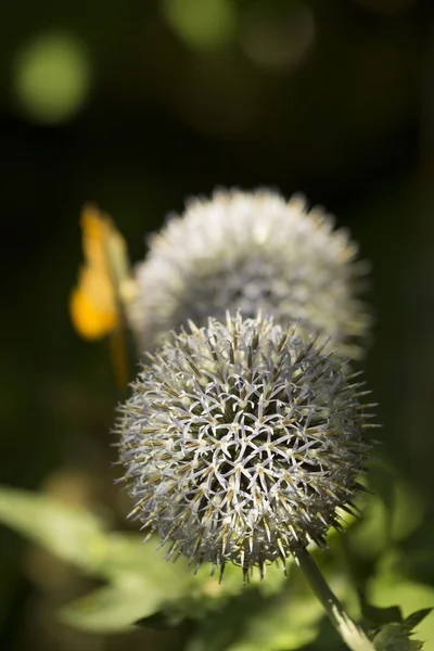 Allium Flower Head — Stock Photo, Image