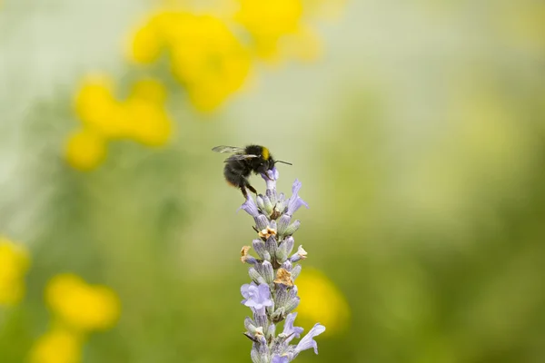 라벤더에 꿀벌 — 스톡 사진