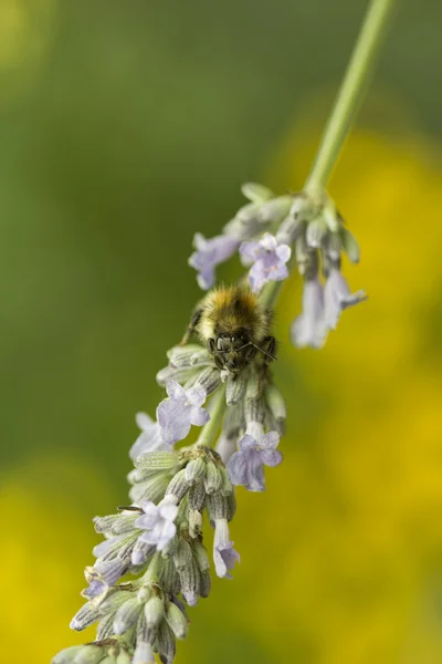 Bumblebee Stare — Stock Photo, Image